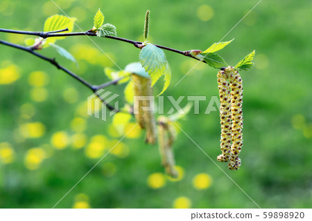 Birch catkins in spring park close-up, allergies to pollen of spring flowering plants concept Birch catkins in spring park close-up, allergies to pollen of spring flowering plants concept 59898920