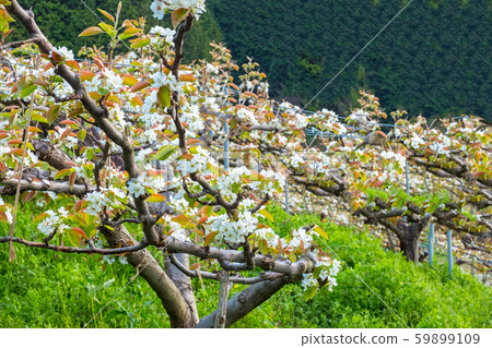 Pear flowers Pear flowers 59899109