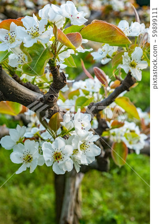 Pear flowers Pear flowers 59899111