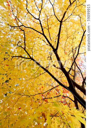 Japanese landscape photo Late autumn leaves Beautiful autumn fallen leaves shine Tohoku 59899915