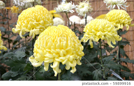Chrysanthemum flower exhibition, chrysanthemum, yellow Chrysanthemum flower exhibition, chrysanthemum, yellow 59899916