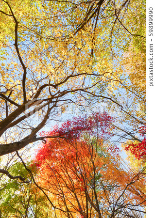 日本風景照片深秋的落葉美麗的秋天落葉閃耀東北 日本風景照片深秋的落葉美麗的秋天落葉閃耀東北 59899990