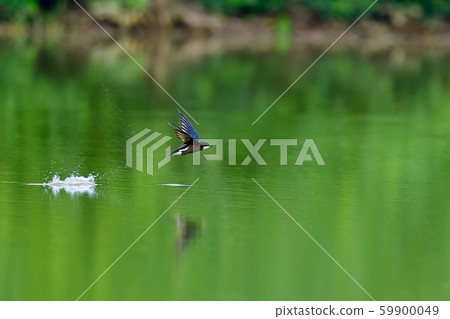 哈里奧燕子在鮮綠色的表面上高速飛行 59900049