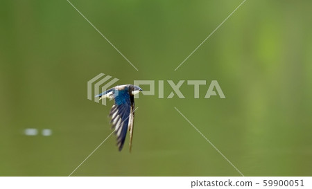 哈里奧燕子在鮮綠色的表面上高速飛行 59900051