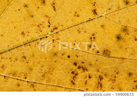 Close up of colorful autumnal leaf - selective Close up of colorful autumnal leaf - selective 59900633