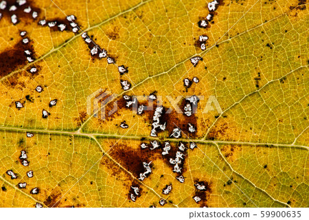 Close up of colorful autumnal leaf - selective 59900635