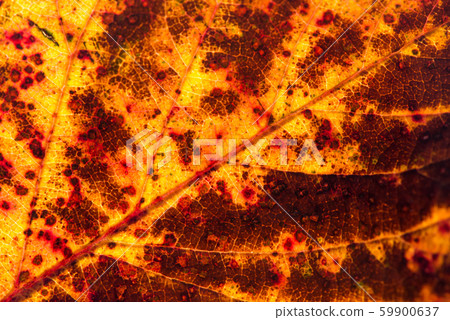Close up of colorful autumnal leaf - selective Close up of colorful autumnal leaf - selective 59900637