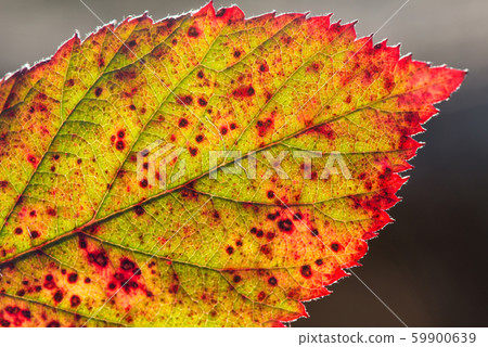 Close up of colorful autumnal leaf - selective Close up of colorful autumnal leaf - selective 59900639