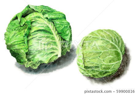 Spring and winter cabbage painted in watercolor 59900816