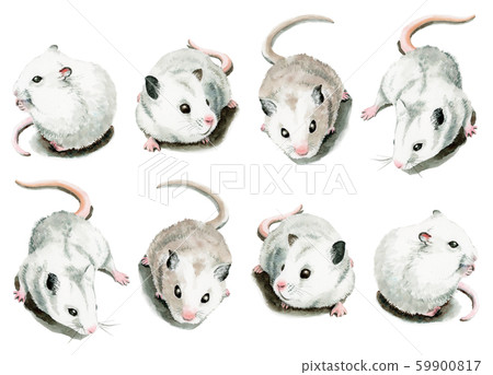 8 white mice painted in watercolor 59900817