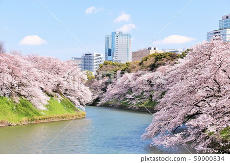 Tokyo Spring Chidorigafuchi Tokyo Spring Chidorigafuchi 59900834
