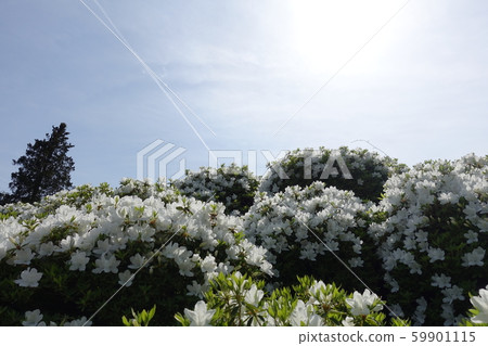 Azalea in full bloom, Sagae Park 59901115