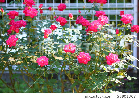 Rose flower 59901308