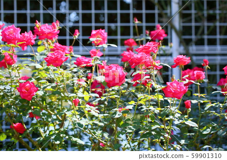 Rose flower 59901310