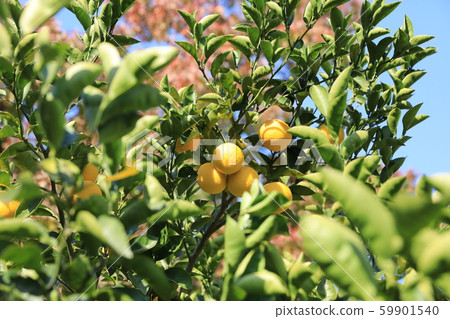 To dodge To dodge 59901540