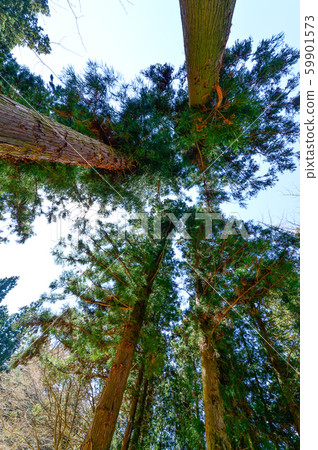 Green tea field 59901573