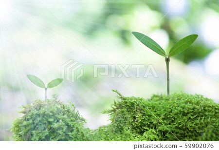 Plant seedling Plant seedling 59902076