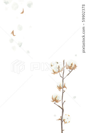Cotton blooming branch Cotton blooming branch 59902378