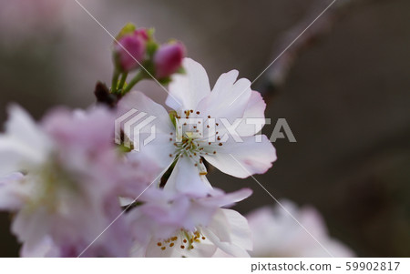 Sakura Shikizakura Himezakura Sakura Sakura Sakura Flower 59902817