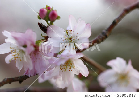 Sakura Shikizakura Himezakura Sakura Sakura Sakura Flower 59902818