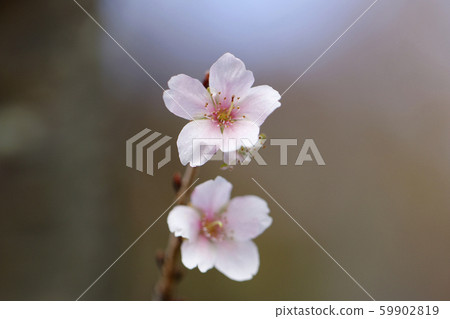 Sakura Shikizakura Himezakura Sakura Sakura Sakura Flower 59902819