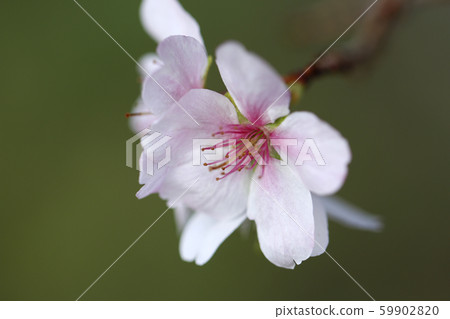 Sakura Shikizakura Himezakura Sakura Sakura Sakura Flower 59902820