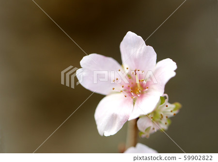 Sakura Shikizakura Himezakura Sakura Sakura Sakura Flower Sakura Shikizakura Himezakura Sakura Sakura Sakura Flower 59902822