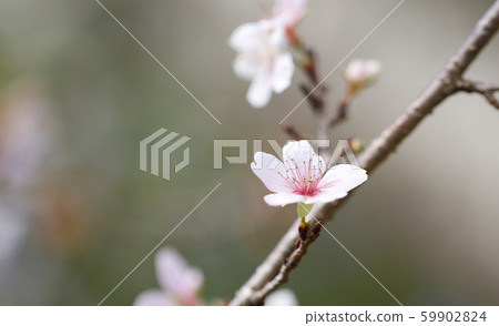 Sakura Shikizakura Himezakura Sakura Sakura Sakura Flower 59902824