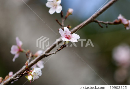 Sakura Shikizakura Himezakura Sakura Sakura Sakura Flower 59902825