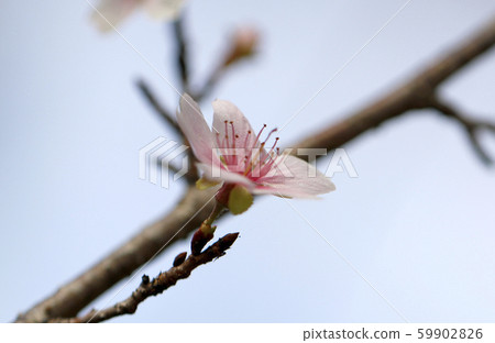 Sakura Shikizakura Himezakura Sakura Sakura Sakura Flower 59902826