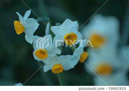 Fragrant winter flowers 59902929