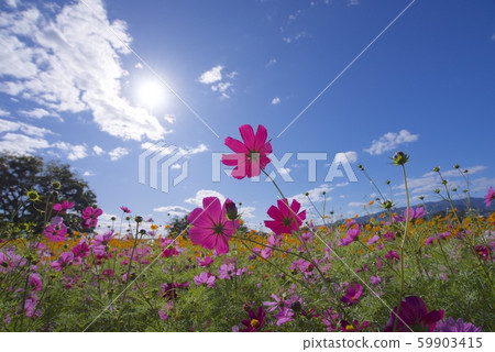 十月天崎牧河川宇宙花園（兵庫縣天崎市） 59903415
