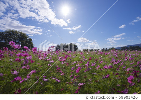 十月天崎牧河川宇宙花園(兵庫縣天崎市) 十月天崎牧河川宇宙花園(兵庫縣天崎市) 59903420