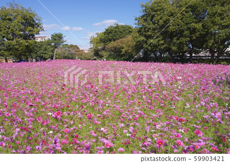 October Amagasaki Mukogawa Cosmos Garden (Amagasaki City, Hyogo Prefecture) 59903421