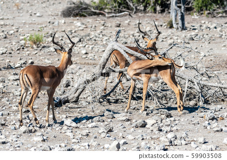 Impalas in Etosha National Park 59903508