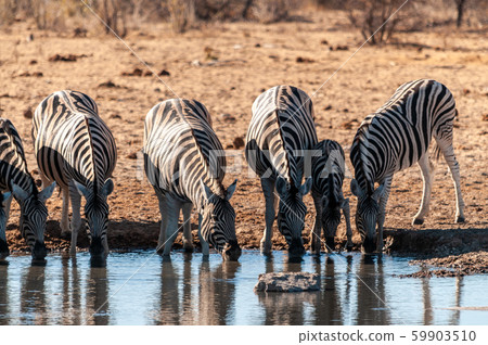 A group of Zebras in Etosha A group of Zebras in Etosha 59903510