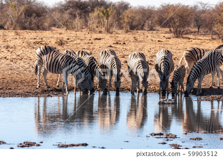A group of Zebras in Etosha 59903512