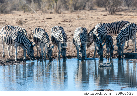 A group of Zebras in Etosha A group of Zebras in Etosha 59903523