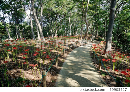 Funabashi City, Chiba Prefecture, Natsumi Ryokuchi, cluster amaryllis Funabashi City, Chiba Prefecture, Natsumi Ryokuchi, cluster amaryllis 59903527