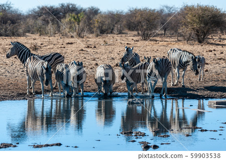 A group of Zebras in Etosha A group of Zebras in Etosha 59903538