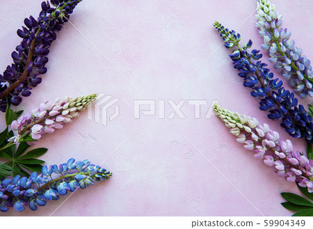 Pink and purple lupine flowers Pink and purple lupine flowers 59904349