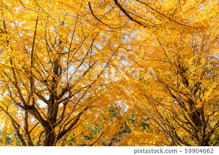 <<Tokyo>> Ginkgo Trees and Hikarigaoka Park <<Tokyo>> Ginkgo Trees and Hikarigaoka Park 59904662