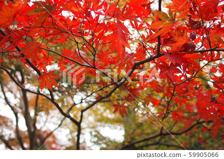 紅葉 59905066