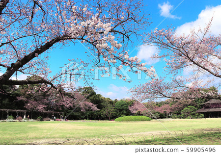 Sakura in Koishikawa Korakuen garden, Okayama, Sakura in Koishikawa Korakuen garden, Okayama, 59905496