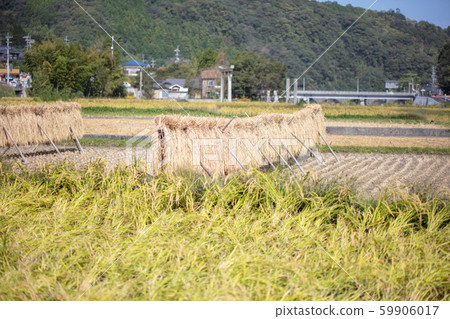 Drying after rice harvesting, peeling, sticking, natural drying, sun drying 59906017