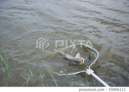 The fisherman caught a large carp and dragged it right into the net The fisherman caught a large carp and dragged it right into the net 59906111