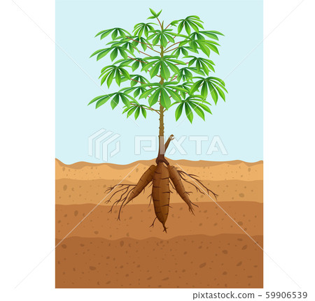 Cassava tree plant with roots Cassava tree plant with roots 59906539