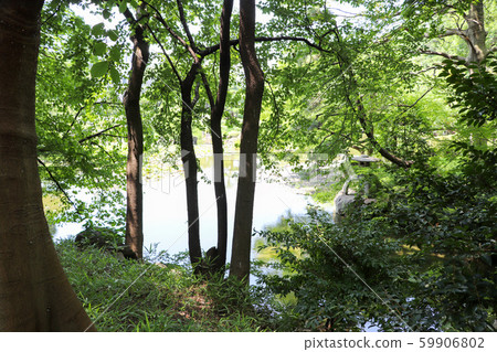 Shade of Japanese garden 59906802