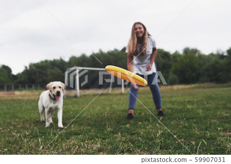 Young woman playing with her labrador in a park. She is throws the yellow frisbee disc. Dog tries to 59907031