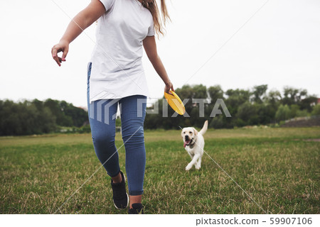 Young woman playing with her labrador in a park. She is throws the yellow frisbee disc. Dog tries to 59907106